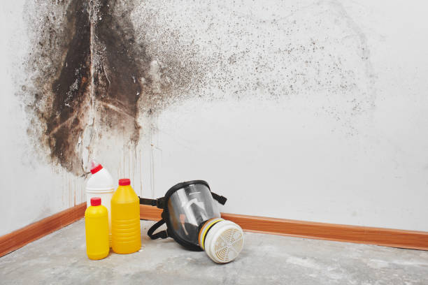 Chickasaw, AL Mold Removal Company