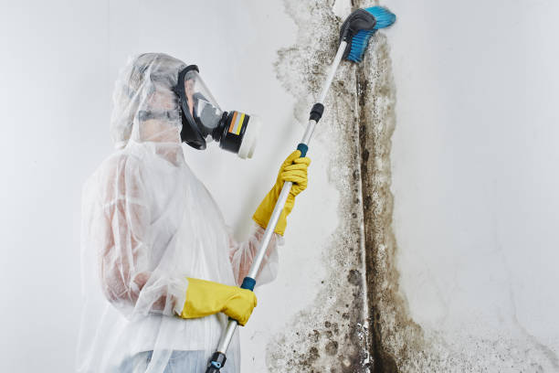 Certified Mold Removal in Chickasaw, AL