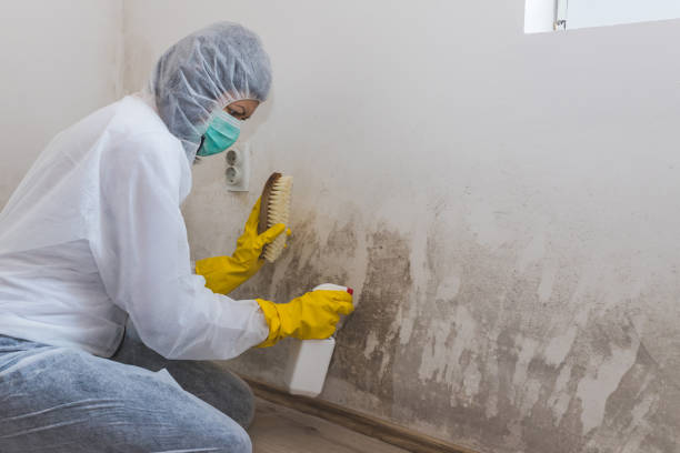 Best Black Mold Removal  in Chickasaw, AL
