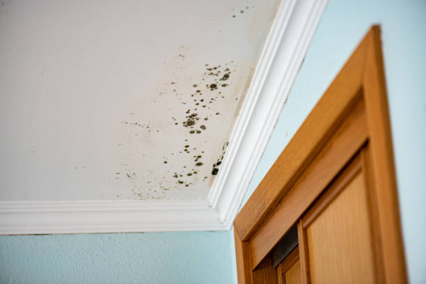 Best Black Mold Removal  in Chickasaw, AL