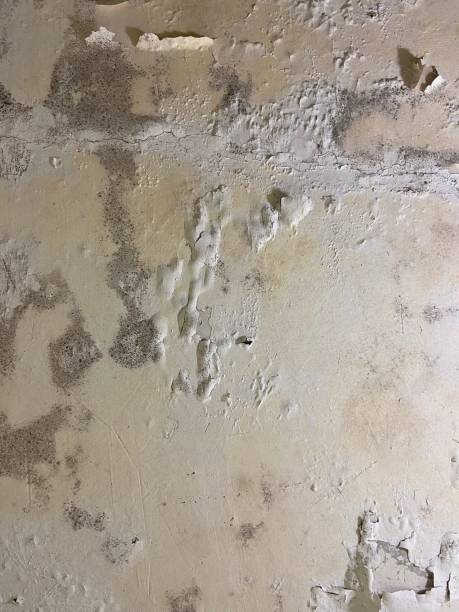 Best Commercial Mold Removal  in Chickasaw, AL