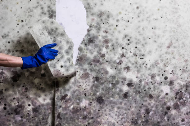 Best Affordable Mold Removal  in Chickasaw, AL