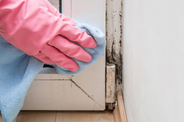 Best Mold Remediation  in Chickasaw, AL