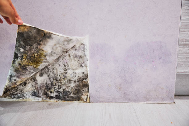 Best Home Mold Removal  in Chickasaw, AL